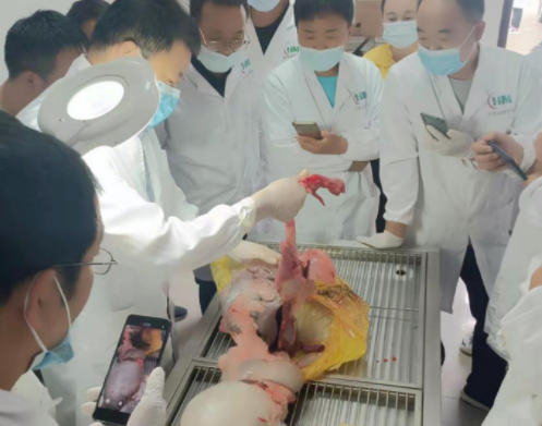 开云电子集团第十八期牛羊病防治手艺高级研修班最先了-开云电子